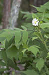 Whiteflower leafcup